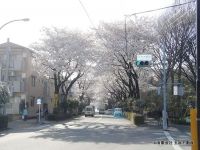 桜並木（三鷹駅→ファイブインⅠ）