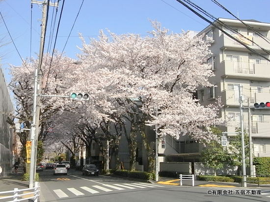 桜並木（ファイブインⅠ→三鷹駅）